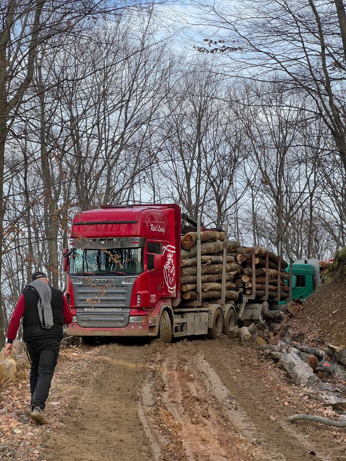 Prijevoz drva kroz šumu